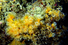 Aplidium turbinatum