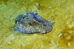 Haminoea navicula
