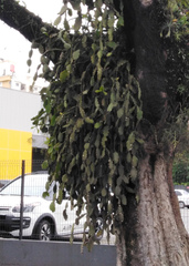 Rhipsalis pachyptera