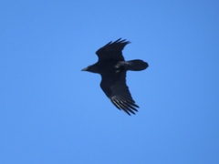 Corvus corax