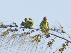 Poicephalus cryptoxanthus tanganyikae