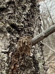 Dryocosmus floridensis