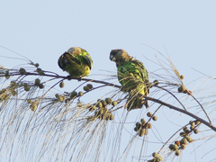 Poicephalus cryptoxanthus tanganyikae