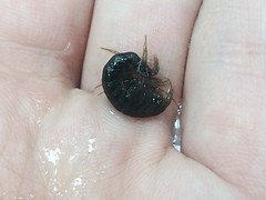 Gammarus lacustris