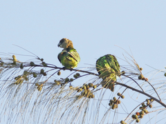 Poicephalus cryptoxanthus tanganyikae