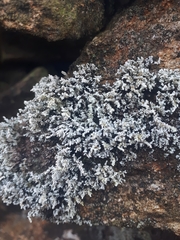 Stereocaulon vesuvianum