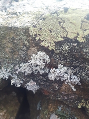 Stereocaulon vesuvianum