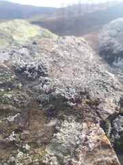 Stereocaulon vesuvianum