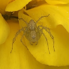 Oxyopes punctatus