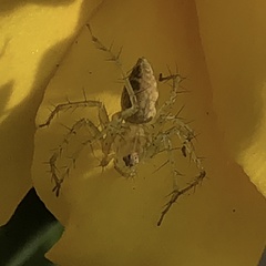 Oxyopes punctatus