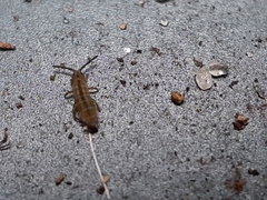 Isotomurus palustris