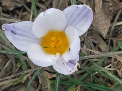 Crocus biflorus