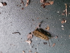 Isotomurus palustris