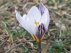 Crocus biflorus