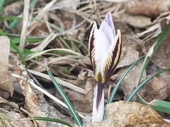 Crocus biflorus