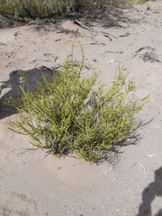 Prosopidastrum angusticarpum