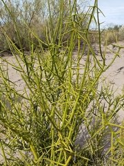 Prosopidastrum angusticarpum