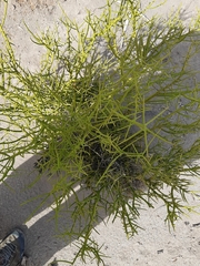 Prosopidastrum angusticarpum