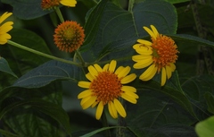 Tilesia baccata