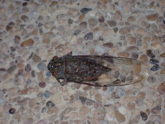 Dundubia