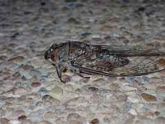 Dundubia