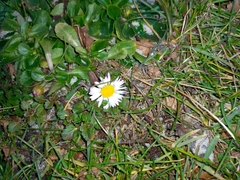 Bellis perennis