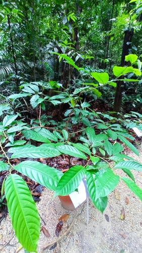 Wild sugar apple (Annona mucosa)