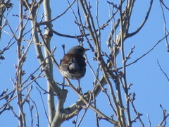 Turdus pilaris