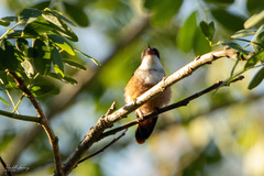 Lophornis adorabilis