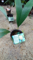 Astrocaryum aculeatum