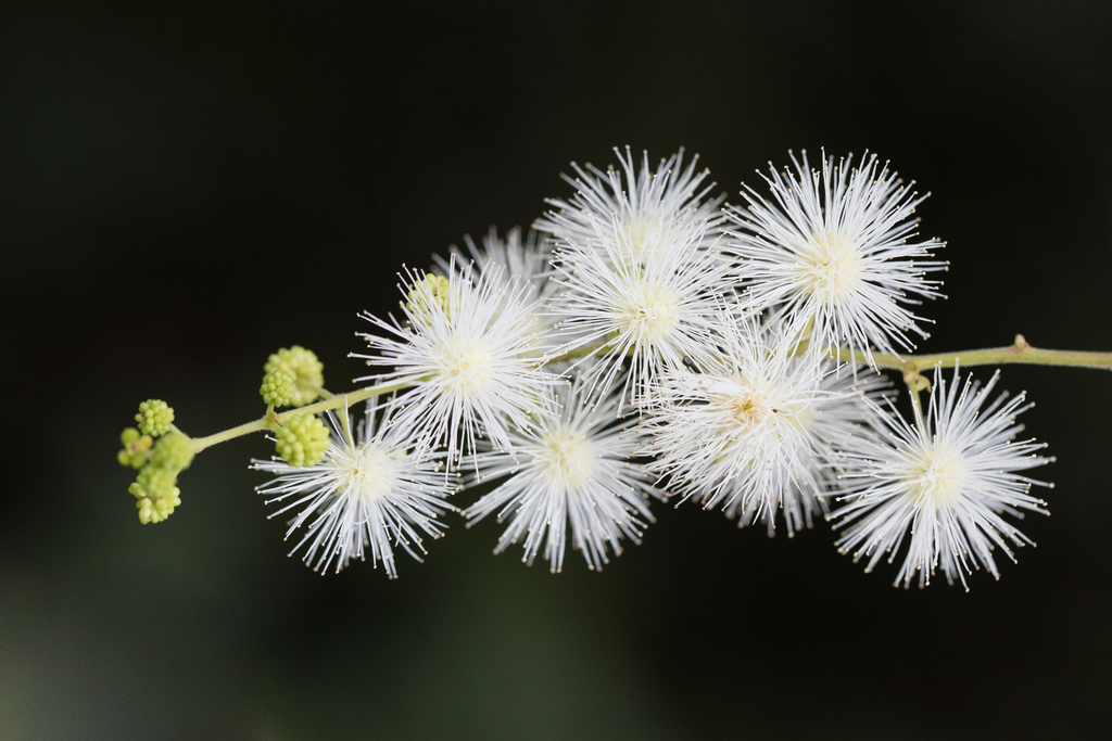 Mimosa bimucronata