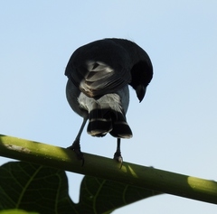 Schistochlamys melanopis