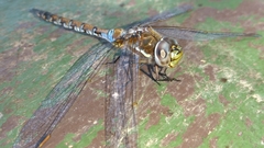 Rhionaeschna diffinis