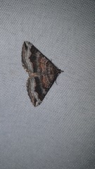 Scotopteryx coelinaria