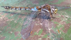 Rhionaeschna diffinis