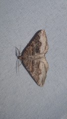 Scotopteryx coelinaria