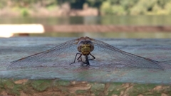 Rhionaeschna diffinis