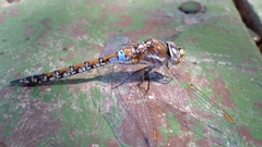 Rhionaeschna diffinis