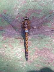 Rhionaeschna diffinis