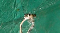 Cyanallagma interruptum