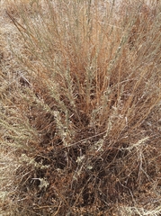 Brickellia spinulosa