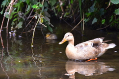 Anas platyrhynchos