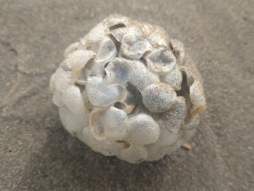 Common Whelk, Noordwijk, Zuid-Holland, Netherlands, photo 7 of 10