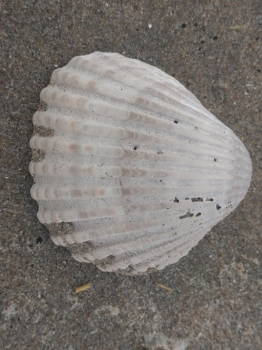 Rough Cockle, Noordwijk, Zuid-Holland, Netherlands, photo 9 of 10