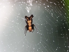 Micrathena triserrata