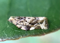 Argyrotaenia sphaleropa