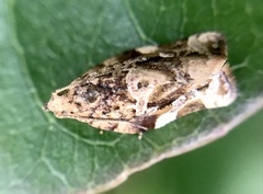 Argyrotaenia sphaleropa