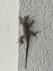 Anolis scriptus