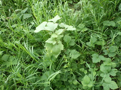 Xanthium orientale riparium