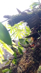 Bifrenaria longicornis
